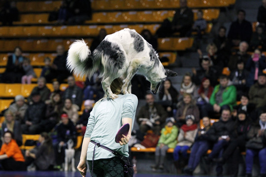 Šuns triukai sporto halėje kauniečiams atėmė žadą