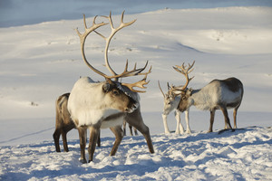 Norvegijos elnių organizme – Černobylio katastrofos pėdsakai