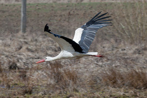 Pastebėti pirmieji iš šiltų kraštų sugrįžę gandrai