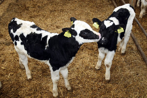 Supykdė gyvulius kankinusio ūkininko fermos? Yra ir kitokių