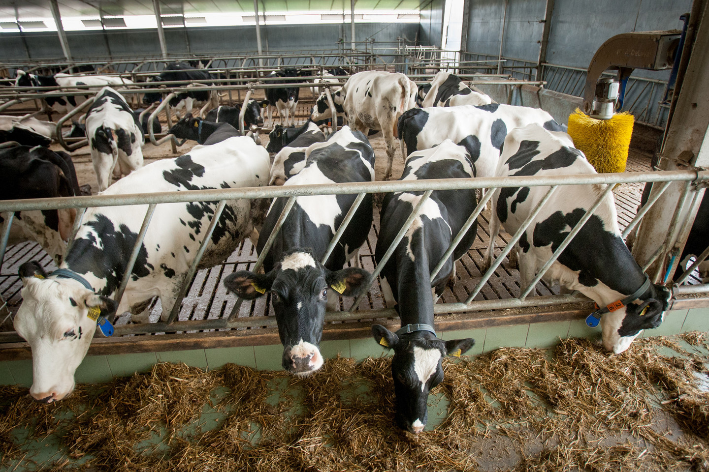 Lenkijoje, Punsko valsčiuje ūkininkaujančio lietuvio fermos. Štai kokie šepetukai masažuoja karvukes.<br>D.Umbraso nuotr.