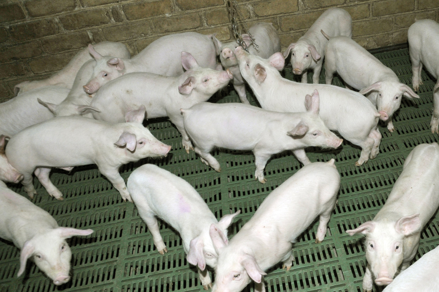 2009-ieji: „Dainavos“ ūkis.<br>P.Lileikio nuotr.