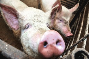 Didieji kiaulių augintojai – prieš smulkiųjų ūkių „gaišenas“