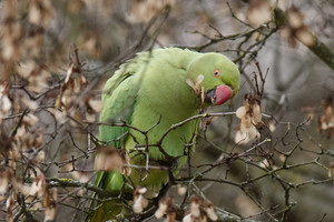 Reginys pro daugiabučio namo langą nustebino vilnietį