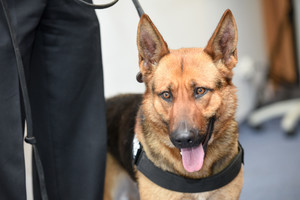 Kontrabandininkų košmaras – trys žavūs nauji pasienio pareigūnai