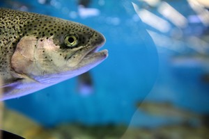 G. Nausėda: Lietuva iš PVM surenka gerokai mažiau, nei galėtų