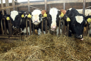 Į protestą Vilniaus centre ūkininkai ketina vestis karves