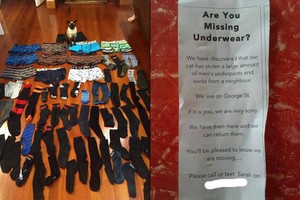 Katė šeimininkus glumina savo neįprastu polinkiu