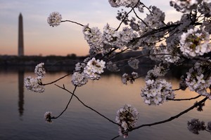 JAV sostinė skelbia pavasarį: jau pražydo sakuros