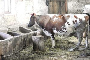 Mažiems pieno ūkiams – Seimo dalgis