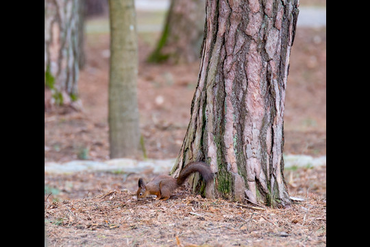 Voverės gyvenimo akimirka.<br>V. Ščiavinsko nuotr.