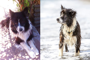 Po 7 metų namo grįžęs šuo – gyvenimo pamoka šeimininkams