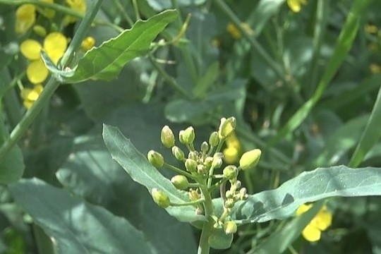 Agronomų ir mokslininkų patarimai prieš sezono pradžią (II)