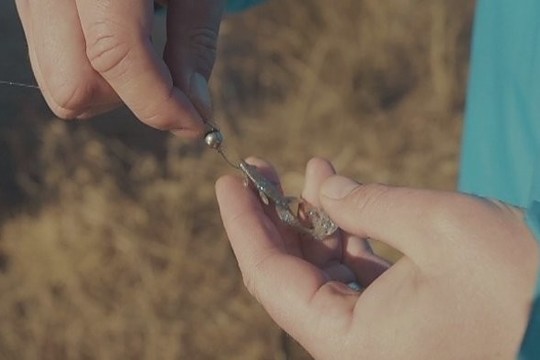 Velykinė žvejyba: ešerių gaudymas mikromasalu nuo kranto (II)