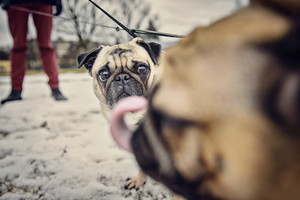 Šuns nuotrauka pavergė moters širdį: ji nebesulaikė ašarų