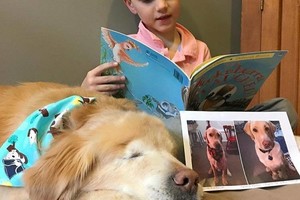 Sunkumus įveikęs neregys šuo dabar gelbėja sergančius vaikus