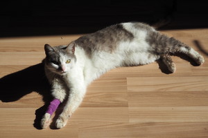 Prie namų išvydo kraupų vaizdą. Dar nenutuokė, kiek tai kainuos