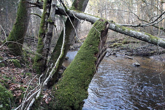 Šavašos upelio pakrantėse gausu išvirtusių medžių.<br>M.Patašiaus nuotr.