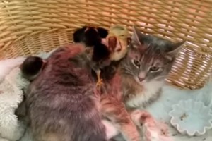 Katė išvydo viščiukus. Tokios jos reakcijos niekas nesitikėjo