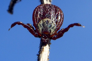 Specialistas įspėja: užkrėstos erkės užima naujas teritorijas