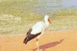 Ventės rago lankytojams – linksma staigmena