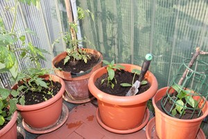 Sužinokite, kaip balkone įmanoma užauginti didžiausią derlių