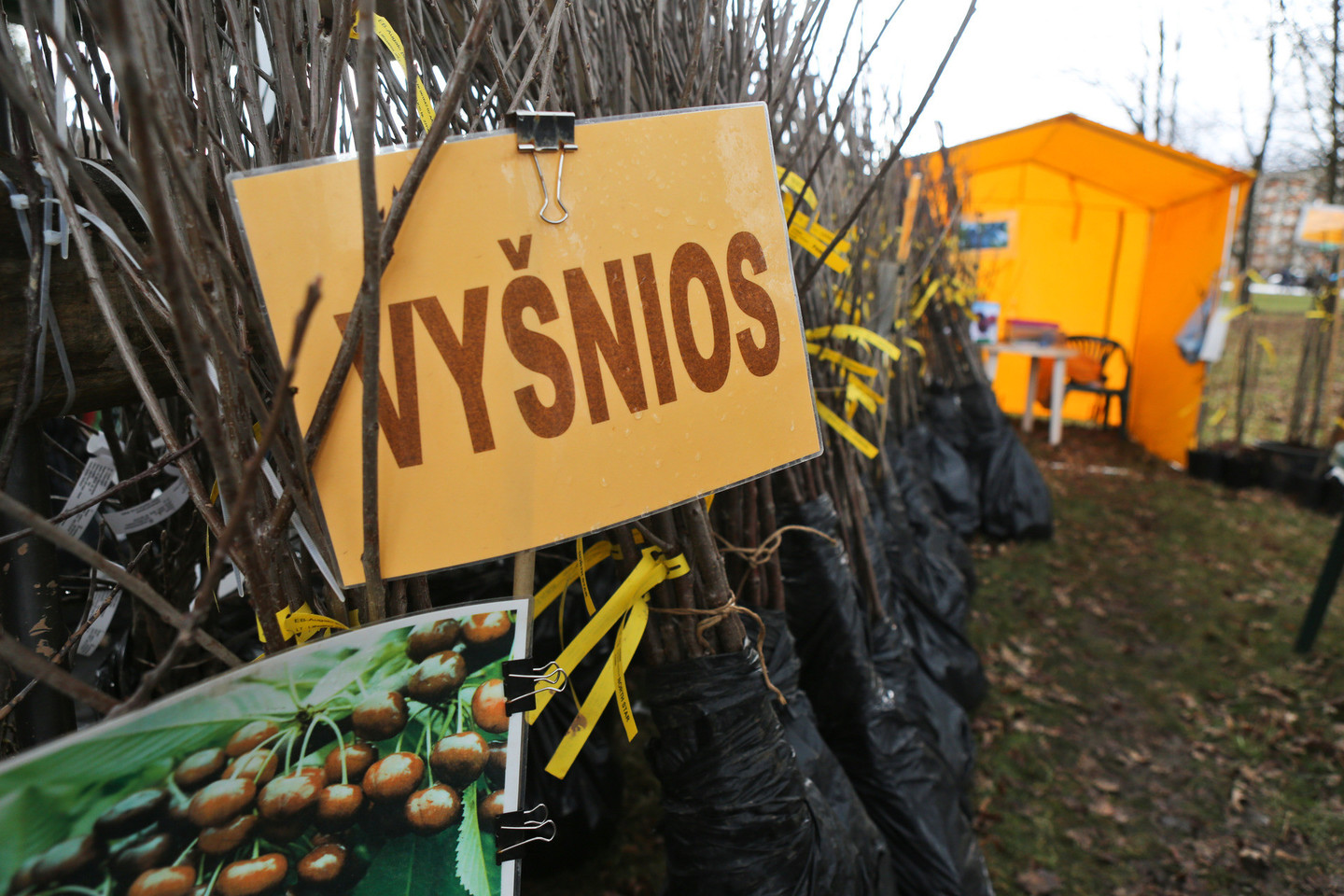 Tradicinė tarptautinė žemės ūkio paroda „Ką pasėsi“ Aleksandro Stulginskio universitete<br>G. Bitvinsko nuotr.