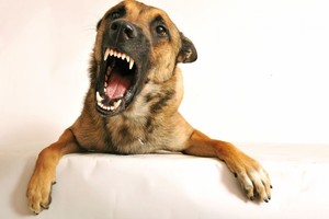 Lengvas būdas nutildyti namuose įkyriai lojantį šunį