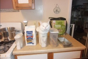 Kadrai iš kačių gyvenimo: šunų šeimininkai šito nesupras