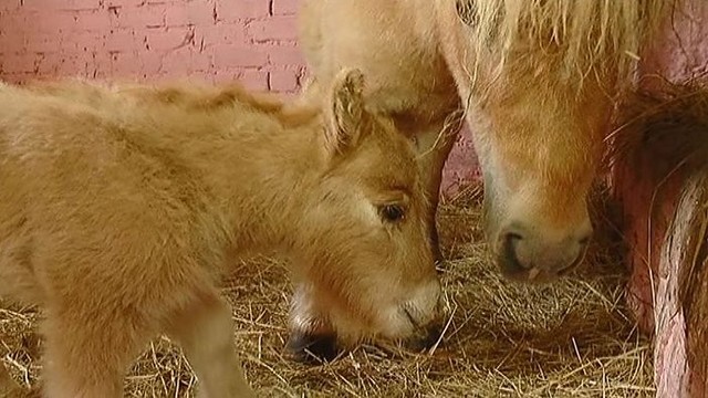 Panevėžyje šuns dydžio ponių pora susilaukė jauniklio