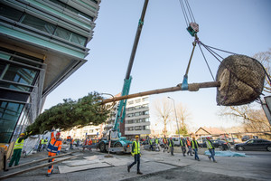 Dvidešimtmetės pušys verslo centre „sudygs“ per savaitę