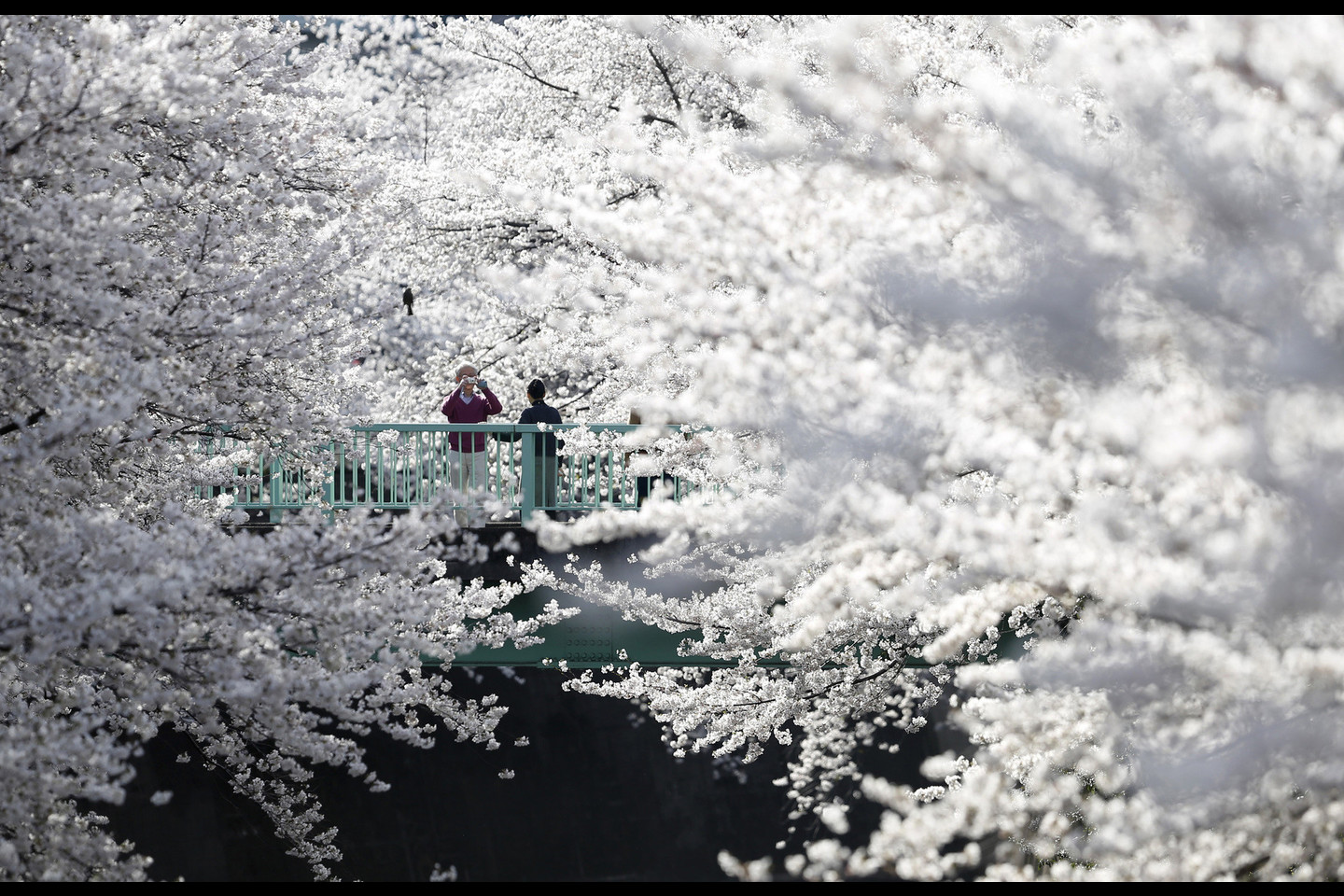 Japonai labai laukia vyšnių žydėjimo.<br>Reuters/Scanpix nuotr.