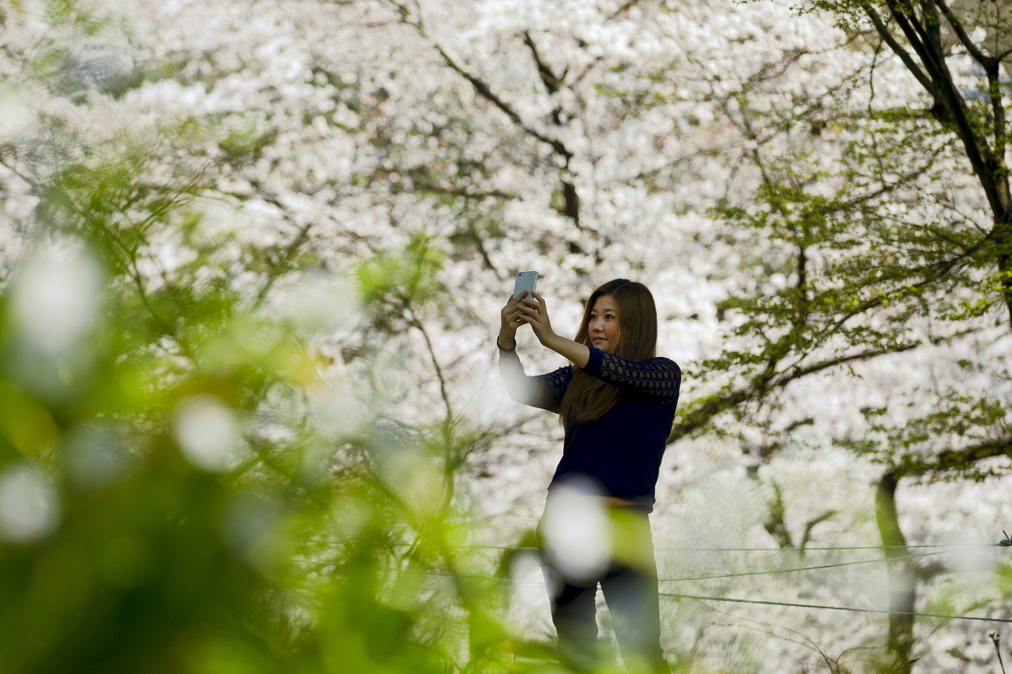 Japonai labai laukia vyšnių žydėjimo.<br>Reuters/Scanpix nuotr.