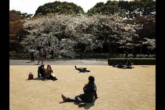 Japonai labai laukia vyšnių žydėjimo.<br>Reuters/Scanpix nuotr.