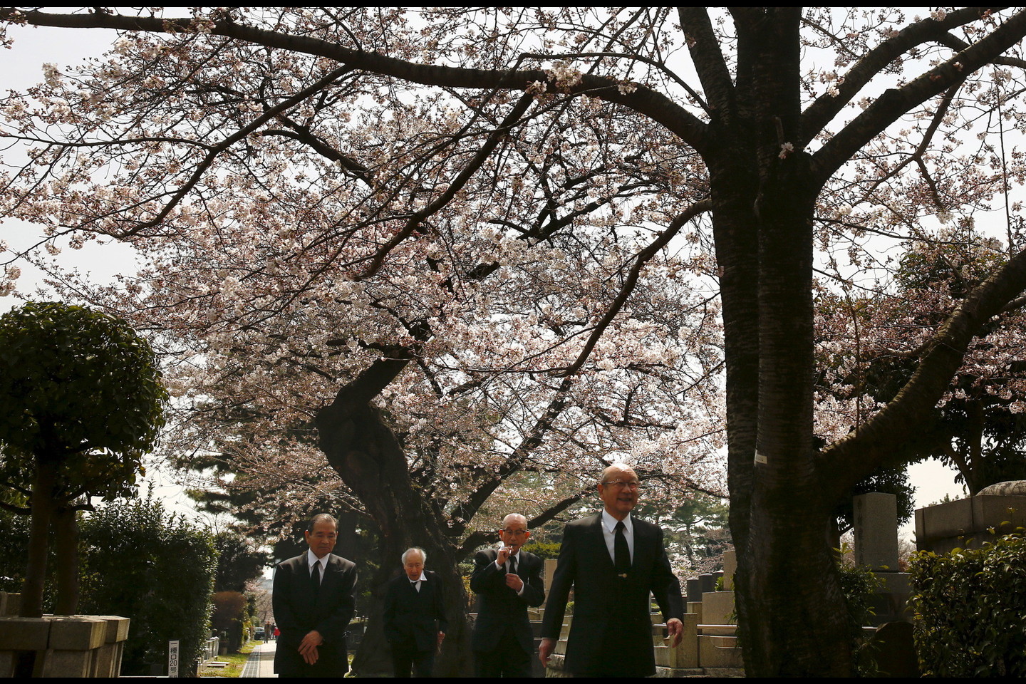 Japonai labai laukia vyšnių žydėjimo.<br>Reuters/Scanpix nuotr.
