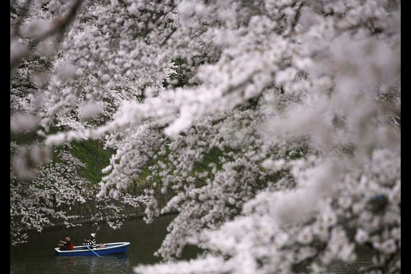 Japonai labai laukia vyšnių žydėjimo.<br>Reuters/Scanpix nuotr.