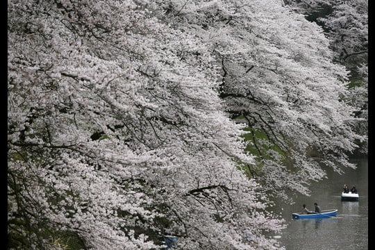 Japonai labai laukia vyšnių žydėjimo.<br>Reuters/Scanpix nuotr.