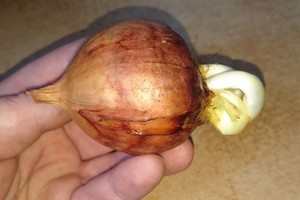 Pabandė užsiauginti svogūnų laiškų – nepatikėjo tuo, kas nutiko