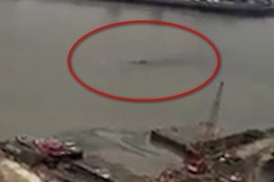 Upėje užfiksavo keistą sutvėrimą. Kas tai?