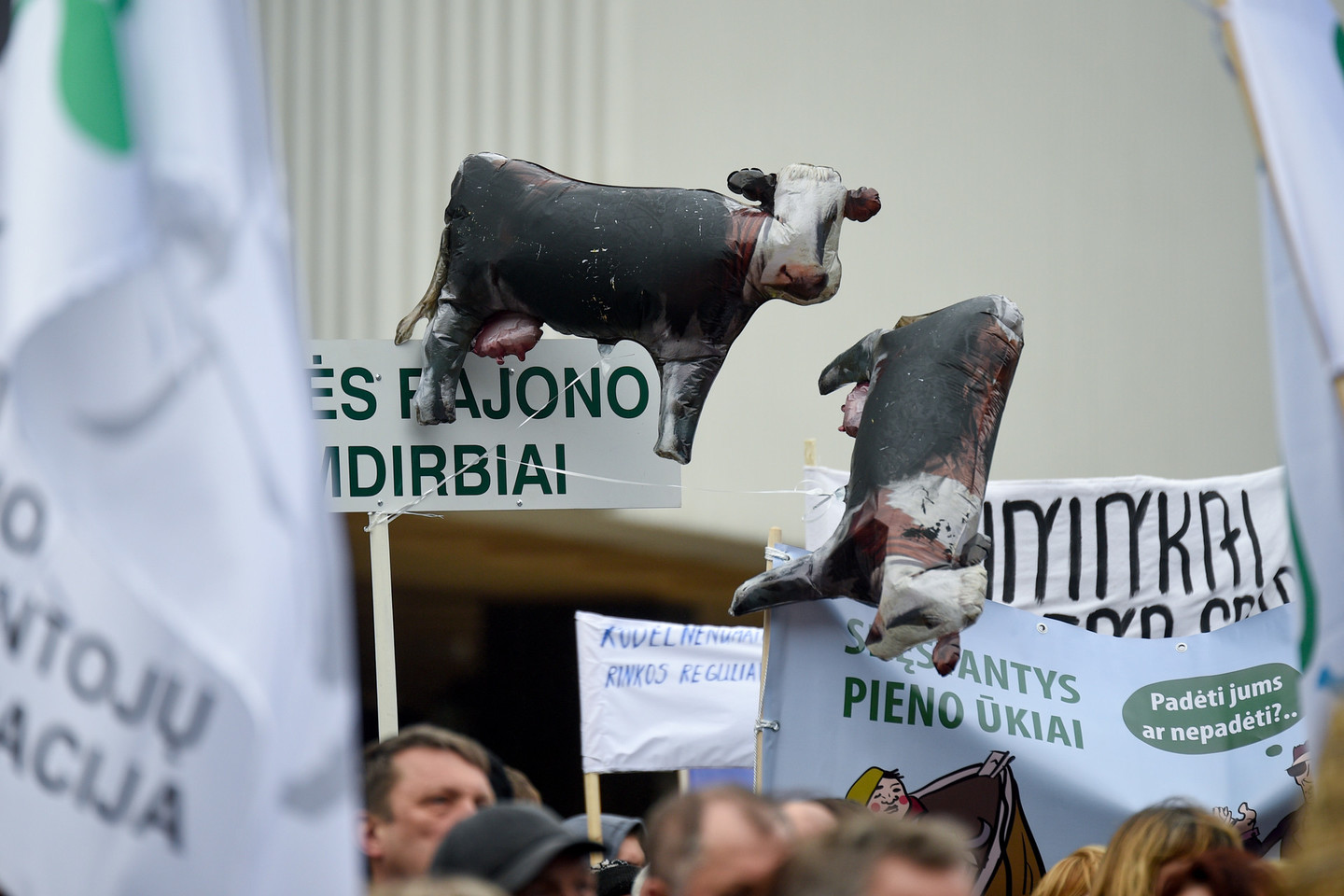 Siekdama atkreipti dėmesį į pienininkų problemas, Lietuvos pieno gamintojų asociacija kovo pabaigoje Vilniaus centre surengė protesto akciją.
