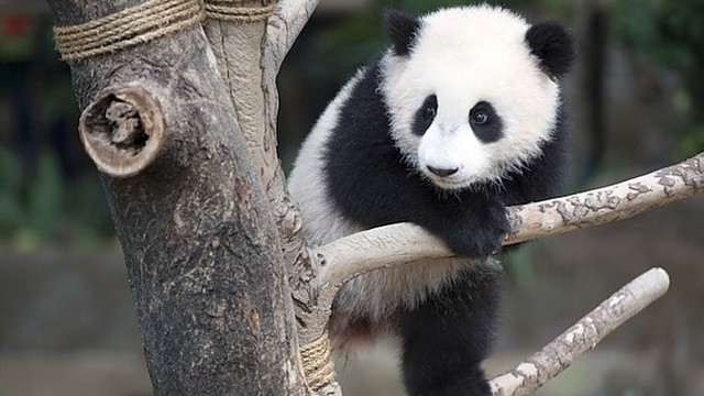 Džiugi žinia Malaizijos zoologijos sode gimusiam pandos mažyliui