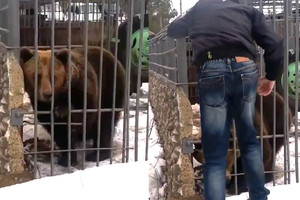 Mešką paglostyti bandęs girtas rusas pasigailėjo