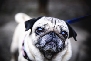 Po košmaro buvusių šeimininkų namuose šuo bijojo net kėdės