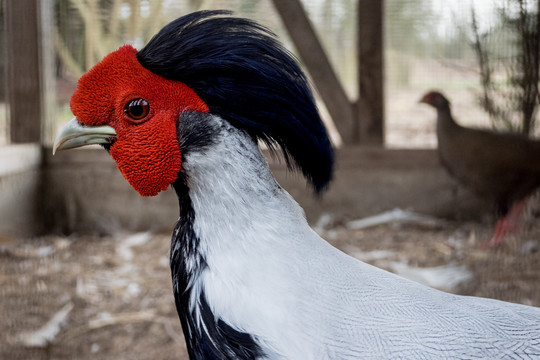 Į piniginę – eurai už egzotiškų paukščių kiaušinius