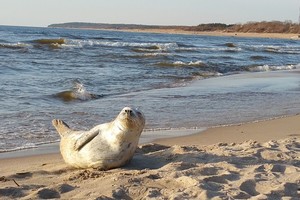 Išvydę į krantą išmestą retenybę klaipėdiečiai apstulbo