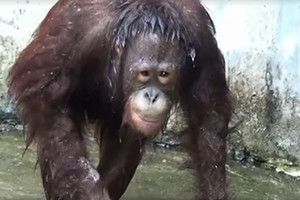 Žmogiškas orangutano poelgis privers aikčioti iš nuostabos