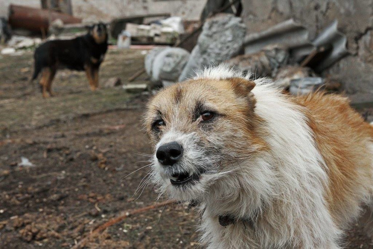 Apleistoje sodyboje – išbadėję ir neprižiūrėti šunys.<br>Penkta koja nuotr.