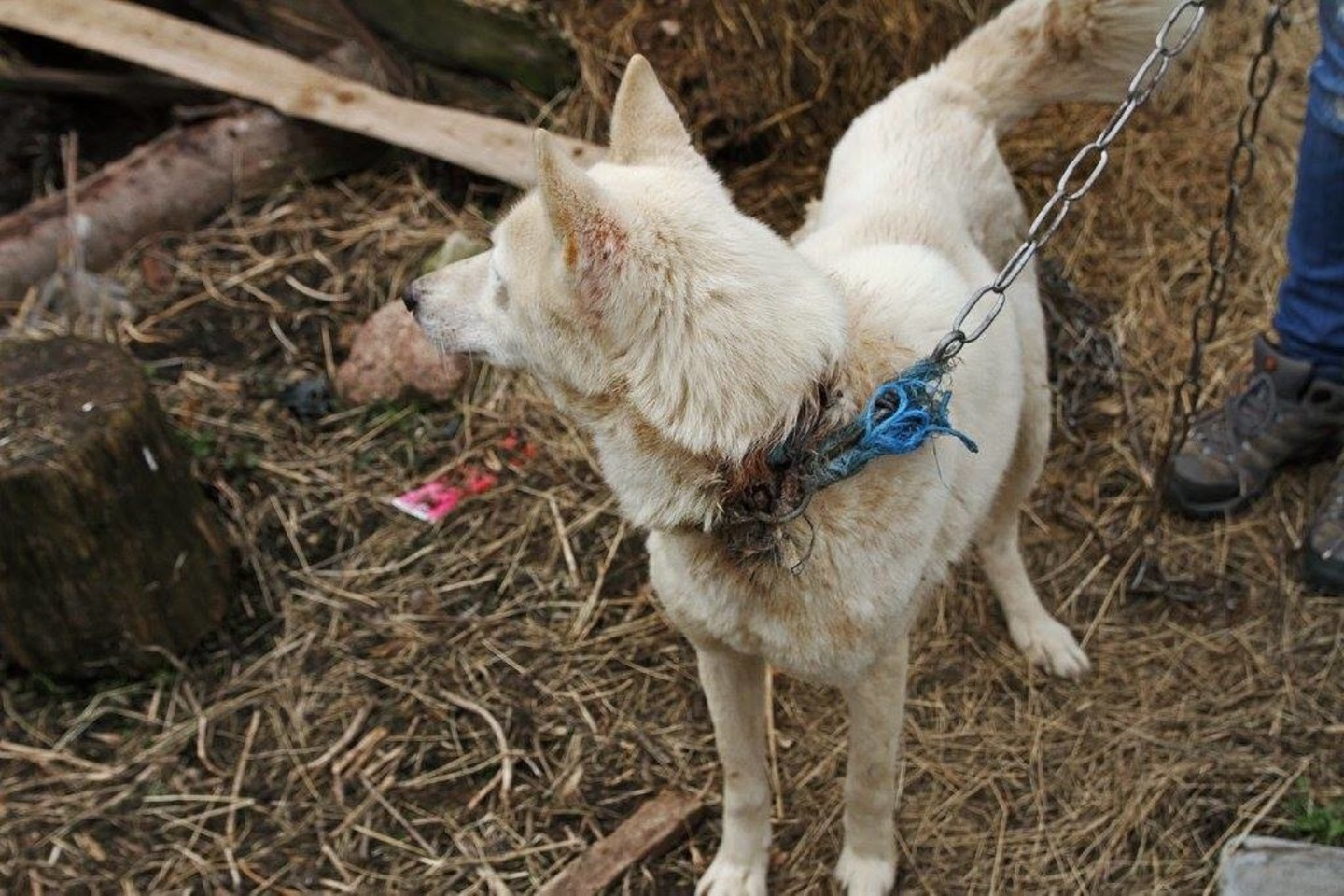 Apleistoje sodyboje – išbadėję ir neprižiūrėti šunys.<br>Penkta koja nuotr.