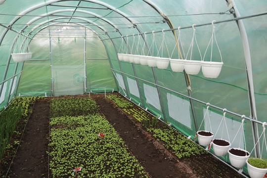 Keli patarimai, kaip šiltnamyje tramdyti reikliuosius pomidorus