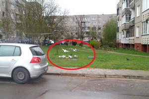 Daugiabučių namų rajone – iki šiol čia nematyti paukščiai